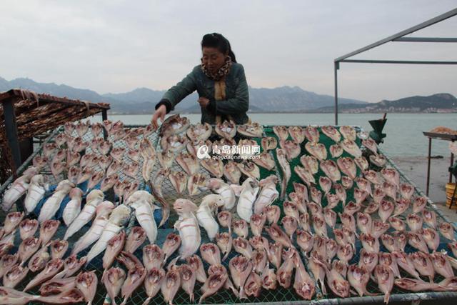 高清：又到港东码头晒鱼季 鲜鱼晒着更好吃