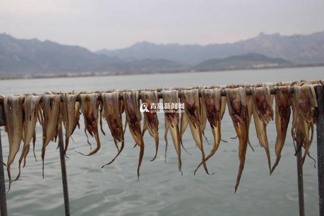 高清：又到港东码头晒鱼季 鲜鱼晒着更好吃