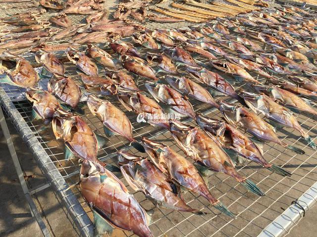 高清：又到港东码头晒鱼季 鲜鱼晒着更好吃