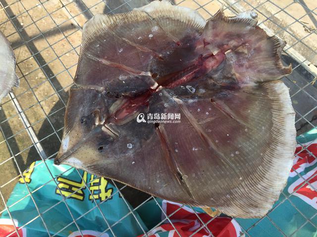 高清：又到港东码头晒鱼季 鲜鱼晒着更好吃