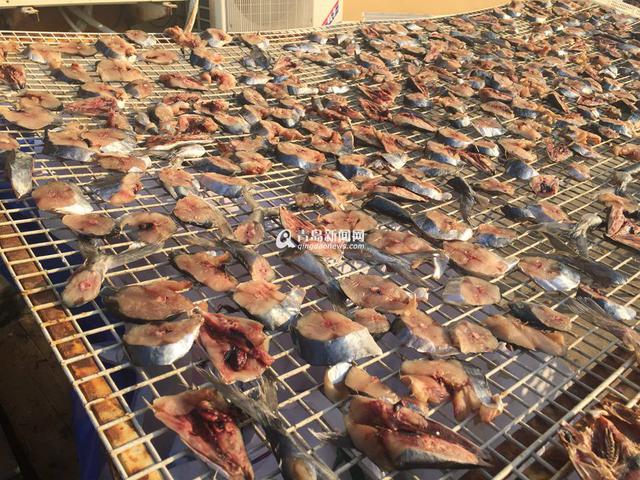 高清：又到港东码头晒鱼季 鲜鱼晒着更好吃