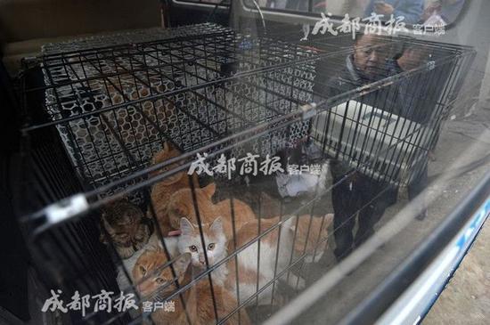 伪爱猫人每天杀猫100只 将猫肉当兔肉卖上餐桌