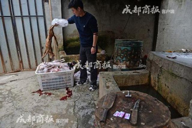 伪爱猫人每天杀猫100只 将猫肉当兔肉卖上餐桌