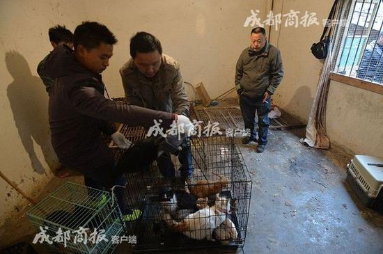 伪爱猫人每天杀猫100只 将猫肉当兔肉卖上餐桌