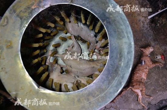 伪爱猫人每天杀猫100只 将猫肉当兔肉卖上餐桌