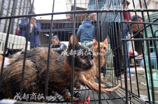 伪爱猫人每天杀猫100只 将猫肉当兔肉卖上餐桌