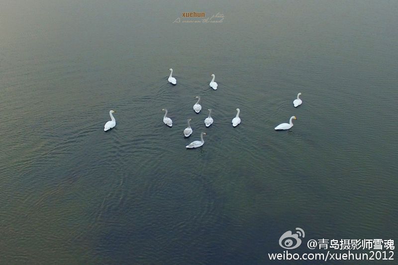 “贵客”登门！青岛湿地惊现11只野生天鹅