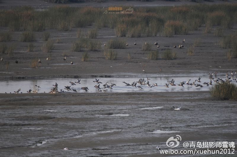 “贵客”登门！青岛湿地惊现11只野生天鹅