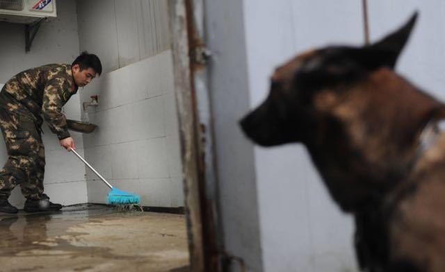 泪崩一幕！消防兵退伍搜救犬扑上车要跟着走