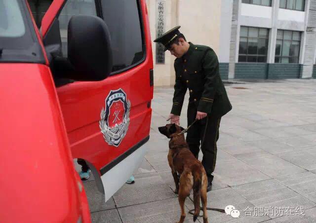 泪崩一幕！消防兵退伍搜救犬扑上车要跟着走