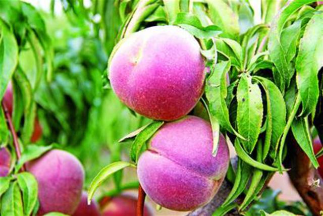 青岛晚熟桃再添新品 果核小味甜可冷藏至春节