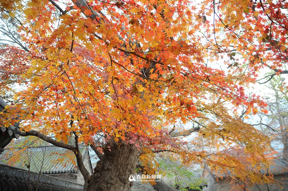 高清：青岛有个神奇的地方 现在依然是秋天