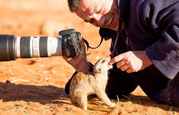 萌翻你！一非洲猫鼬向摄影师撒娇求食物(图)