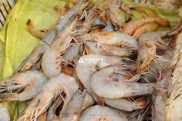 高清：沙子口海捕大虾上岸 鲜嫩肥美市民抢购