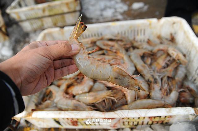 高清：沙子口海捕大虾上岸 鲜嫩肥美市民抢购