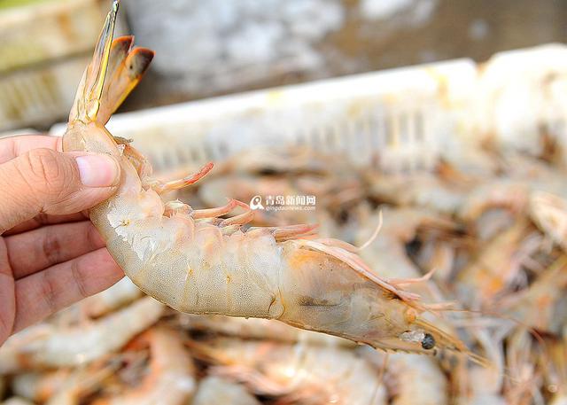 高清：沙子口海捕大虾上岸 鲜嫩肥美市民抢购