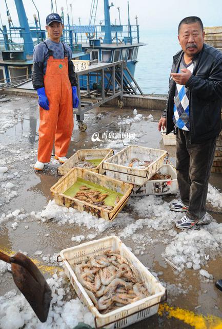 高清：沙子口海捕大虾上岸 鲜嫩肥美市民抢购