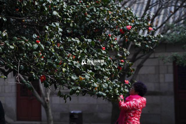高清:寒风中的芬芳 崂山400岁耐冬古树开花了
