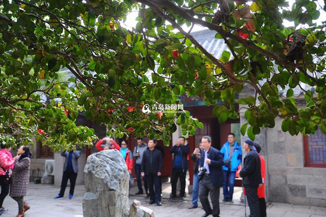 高清:寒风中的芬芳 崂山400岁耐冬古树开花了
