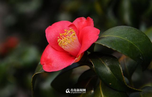 高清:寒风中的芬芳 崂山400岁耐冬古树开花了