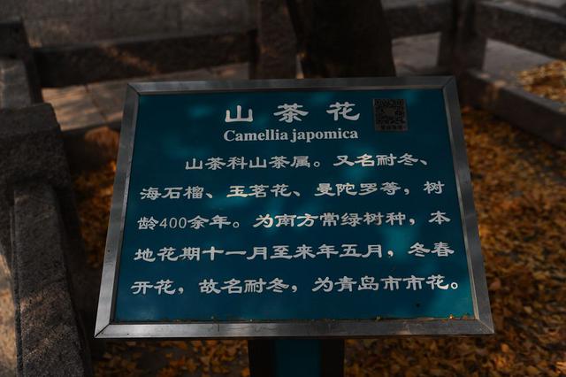 高清:寒风中的芬芳 崂山400岁耐冬古树开花了