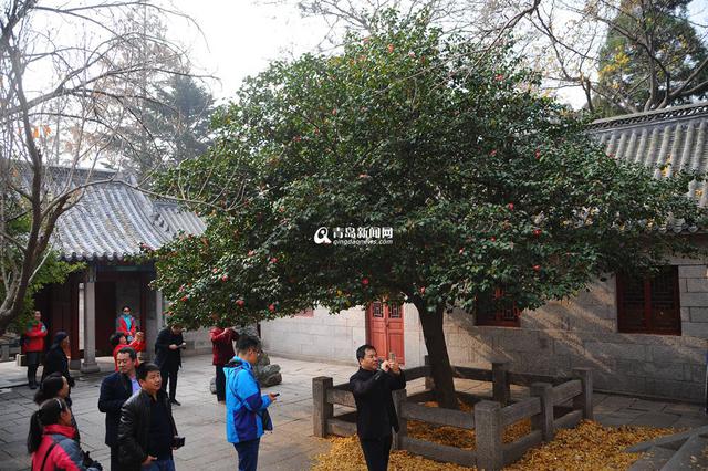 高清:寒风中的芬芳 崂山400岁耐冬古树开花了