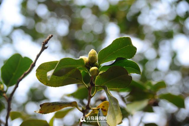 高清:寒风中的芬芳 崂山400岁耐冬古树开花了
