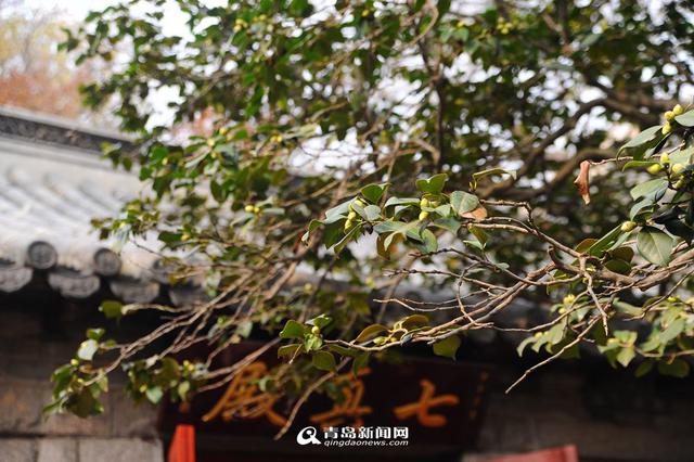 高清:寒风中的芬芳 崂山400岁耐冬古树开花了