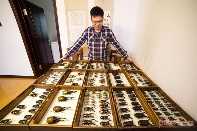 神奇动物在这里！青岛小哥养上千只甲虫当宠物