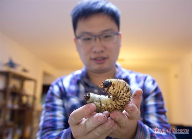 神奇动物在这里！青岛小哥养上千只甲虫当宠物