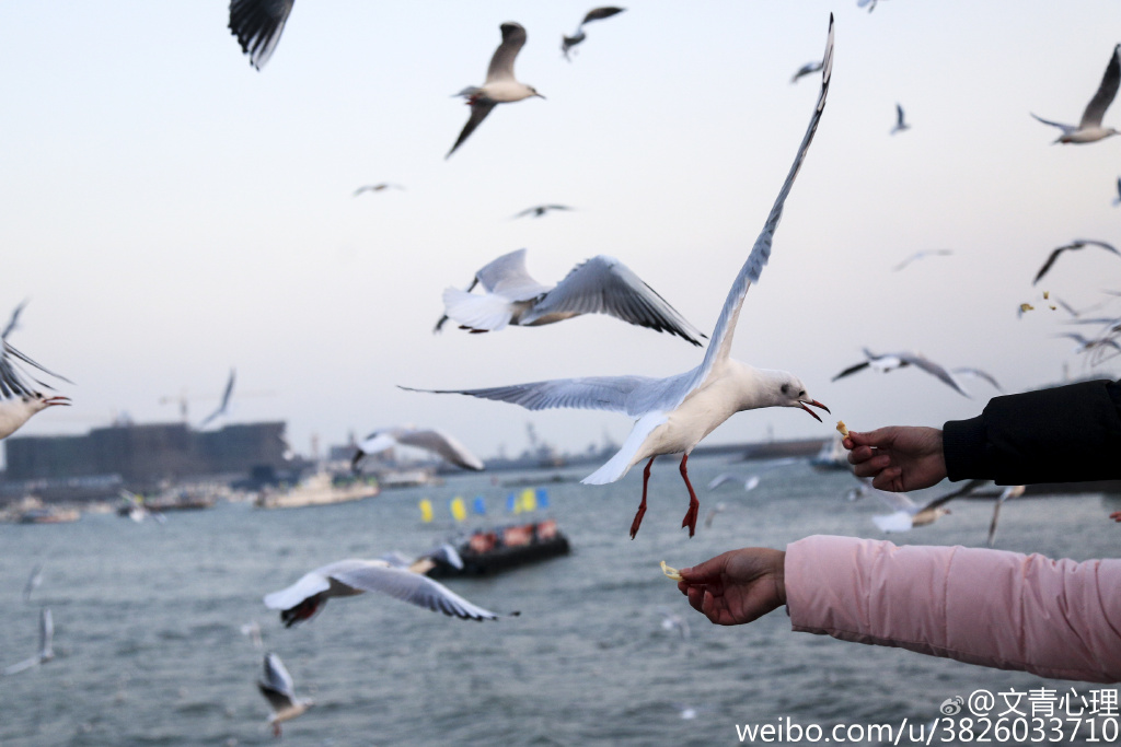 组图：场面惊心动魄！实拍栈桥海鸥飞旋抢食瞬间