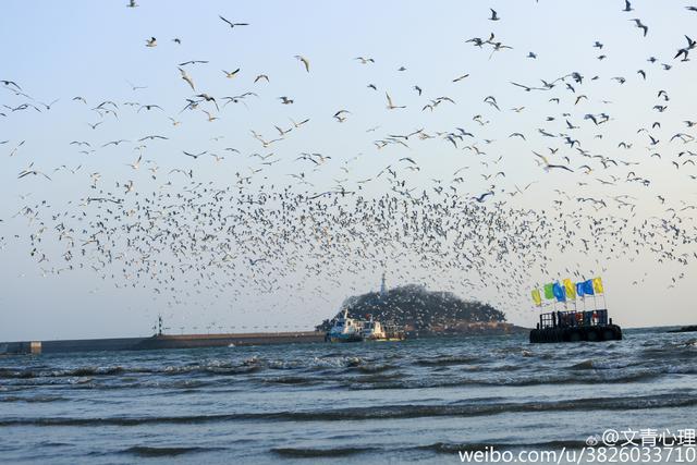 组图：场面惊心动魄！实拍栈桥海鸥飞旋抢食瞬间