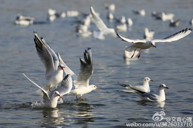 组图：场面惊心动魄！实拍栈桥海鸥飞旋抢食瞬间