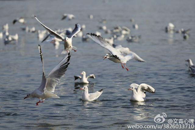 组图：场面惊心动魄！实拍栈桥海鸥飞旋抢食瞬间