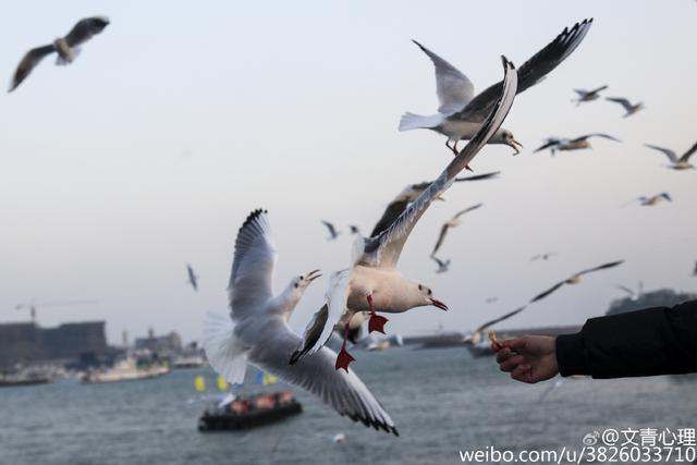 组图：场面惊心动魄！实拍栈桥海鸥飞旋抢食瞬间