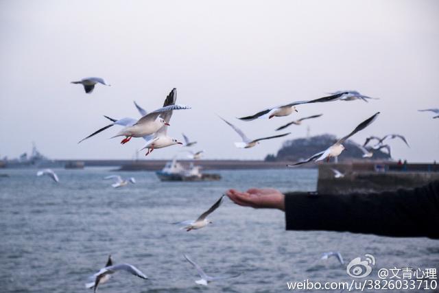 组图:场面惊心动魄!实拍栈桥海鸥飞旋抢食瞬间 组图:场面惊心动魄!实拍栈桥海鸥飞旋抢食瞬间