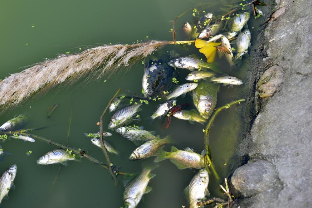 湖水死鱼臭气熏天情侣无视继续秀恩爱图