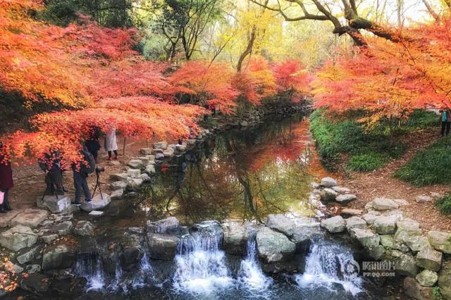 杭州九溪枫叶酷似日本京都 引大批游客观赏(图)