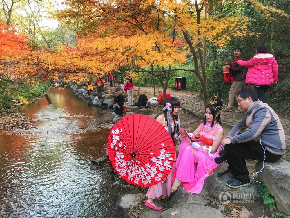 杭州九溪枫叶酷似日本京都 引大批游客观赏(图)