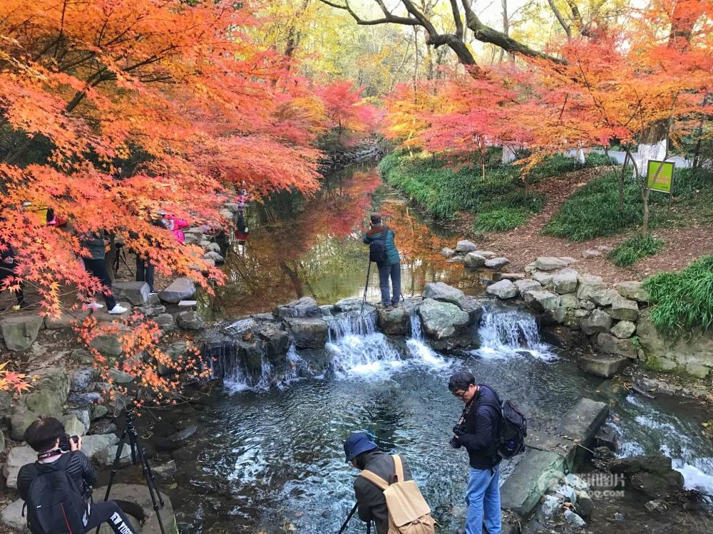 杭州九溪枫叶酷似日本京都 引大批游客观赏(图)