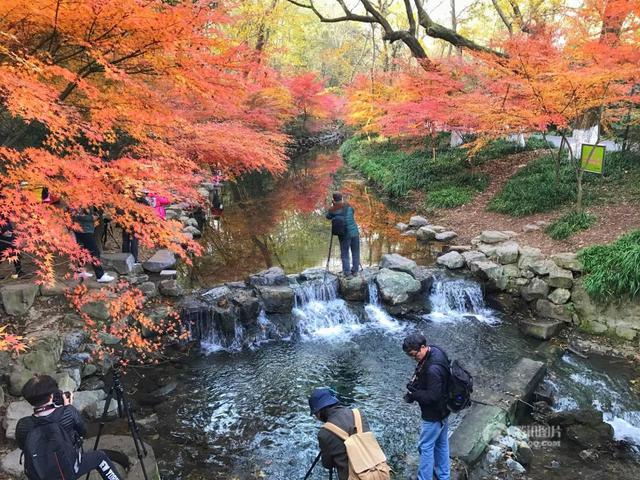 杭州九溪枫叶酷似日本京都 引大批游客观赏(图)