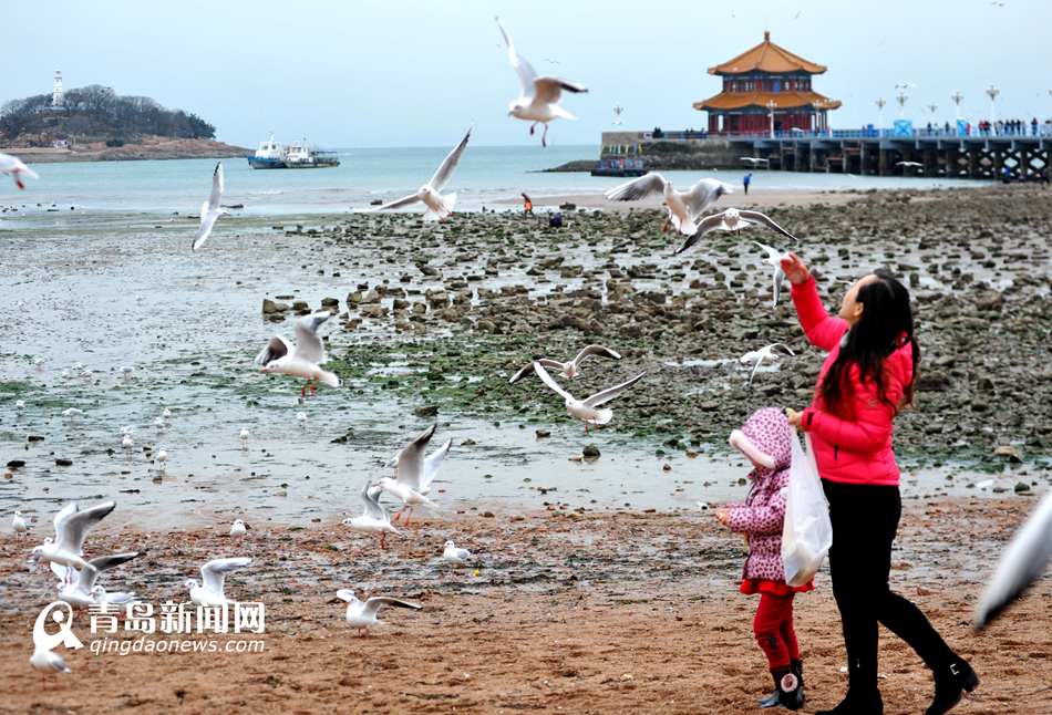 高清：栈桥海上演千鸥共舞 振翅齐飞蔚为壮观