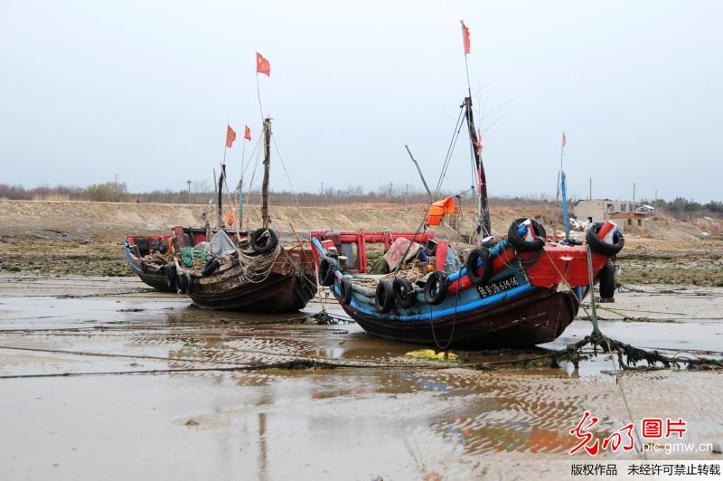 别样的景致！青岛遇天文大潮渔船搁浅成“旱船”