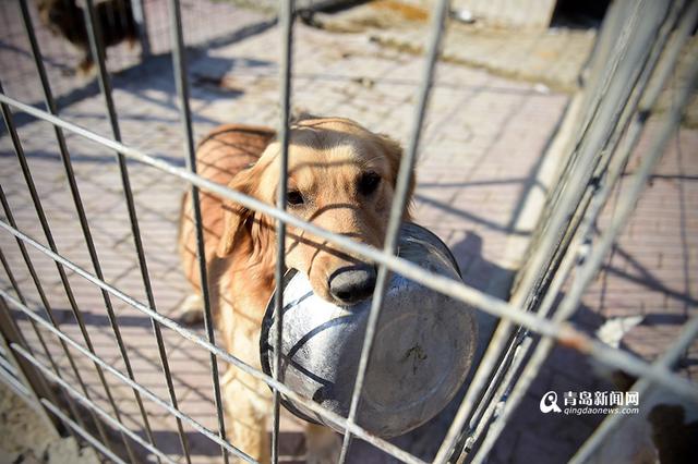 【新青年】80后青岛嫚于君:我把青春献给了狗