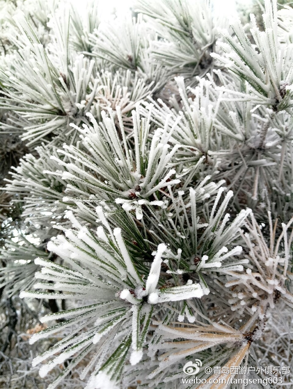 崂山现绝美雾凇奇观 玉树琼花如梦似幻