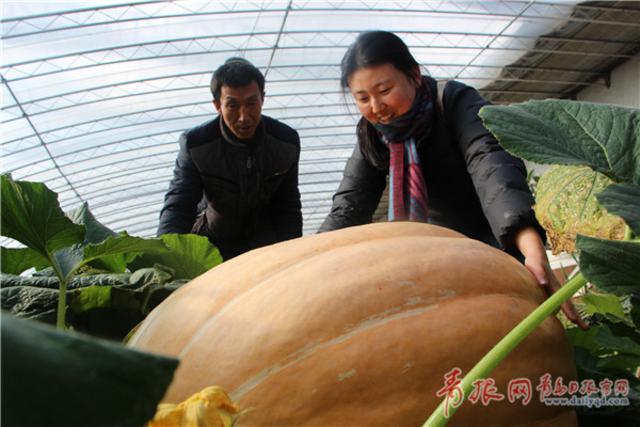 青岛最大南瓜现身即墨 3个月疯长200多斤