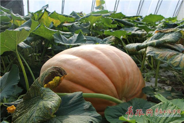 青岛最大南瓜现身即墨 3个月疯长200多斤 青岛最大南瓜现身即墨 3个月疯长200多斤