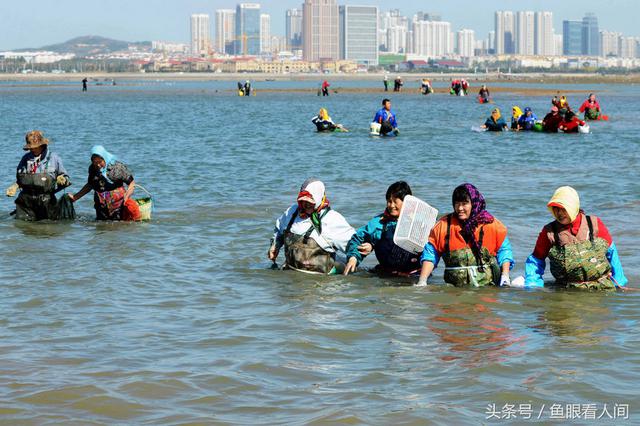 蛤蜊一挖一麻袋！青岛市民在没腰深海水中赶海