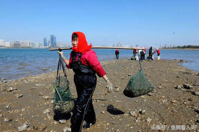 蛤蜊一挖一麻袋！青岛市民在没腰深海水中赶海
