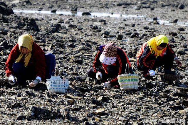蛤蜊一挖一麻袋！青岛市民在没腰深海水中赶海